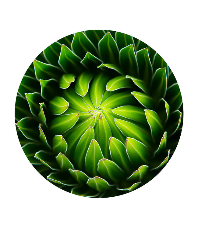 Rundes  Akustikbild "Hiding Lobelia"  in einem eleganten Aluminiumrahmen