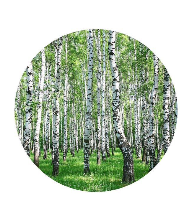 Round acoustic picture "Birkenwald"- in an elegant aluminum frame