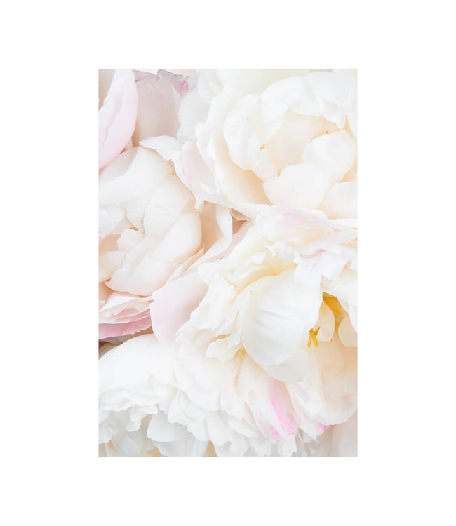 Akustisk bilde "Pfingstrosen Weiß"  - i en elegant aluminiumsramme