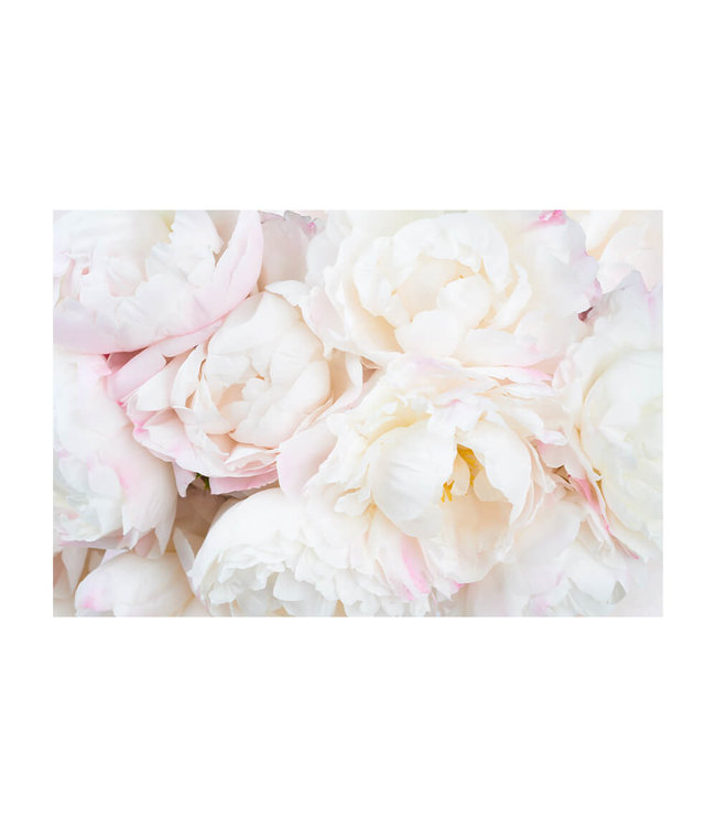 Acoustic picture "Pfingstrosen Weiß"  - in an elegant aluminum frame