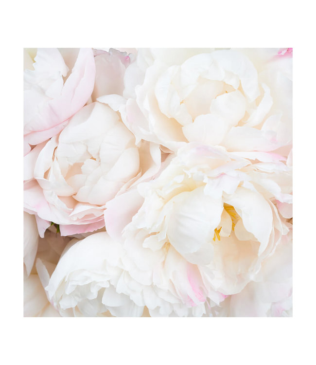 Akustisk bilde "Pfingstrosen Weiß"  - i en elegant aluminiumsramme