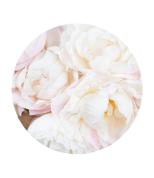 Round acoustic picture "Pfingstrosen weiß"- in an elegant aluminum frame