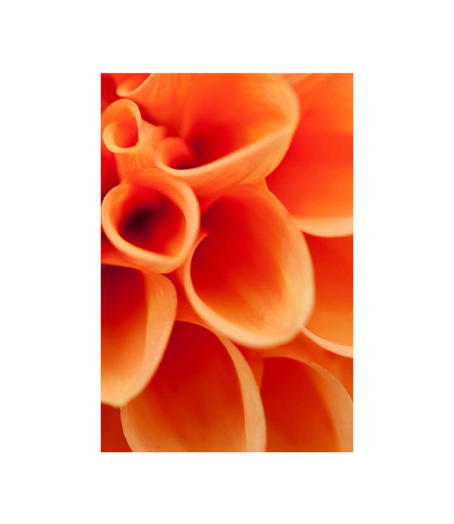 Acoustic picture "Orangene Dahlie" - in an elegant aluminum frame