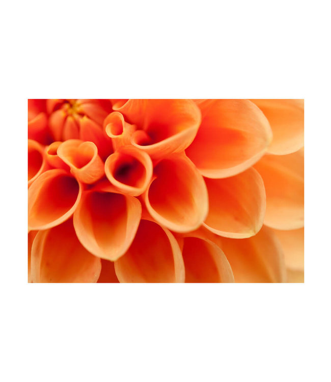 Akustikbild "Orangene Dahlie" - in einem eleganten Aluminiumrahmen