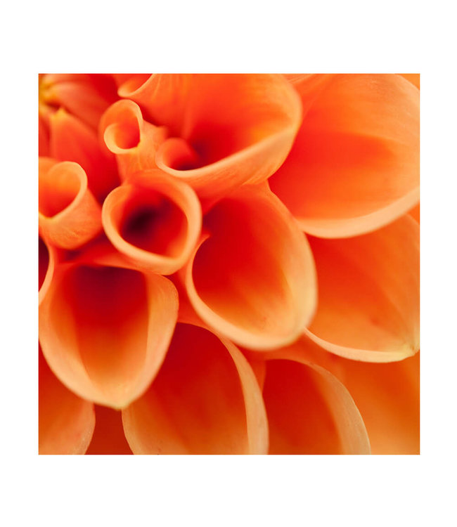 Acoustic picture "Orangene Dahlie" - in an elegant aluminum frame