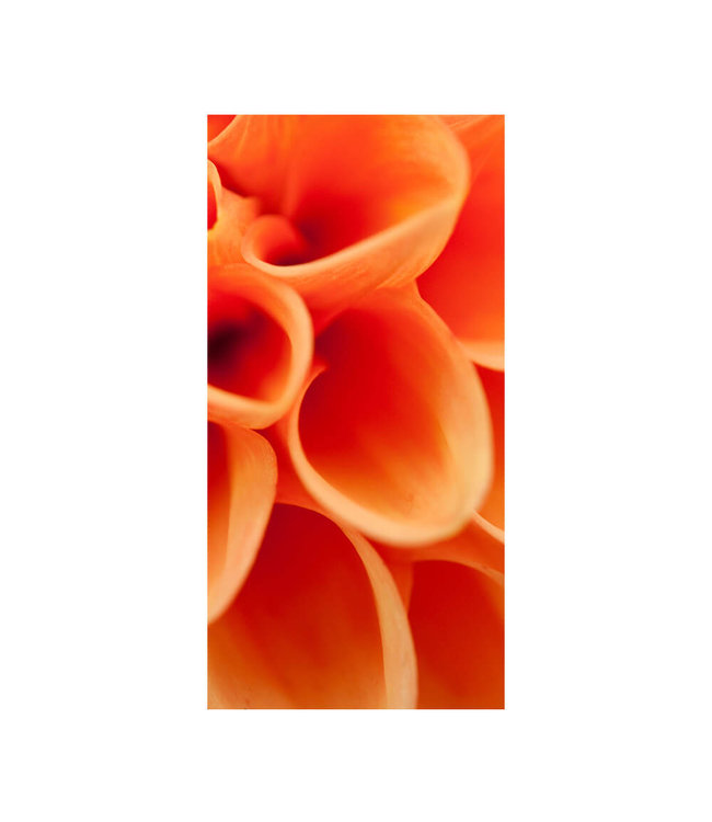 Acoustic picture "Orangene Dahlie" - in an elegant aluminum frame
