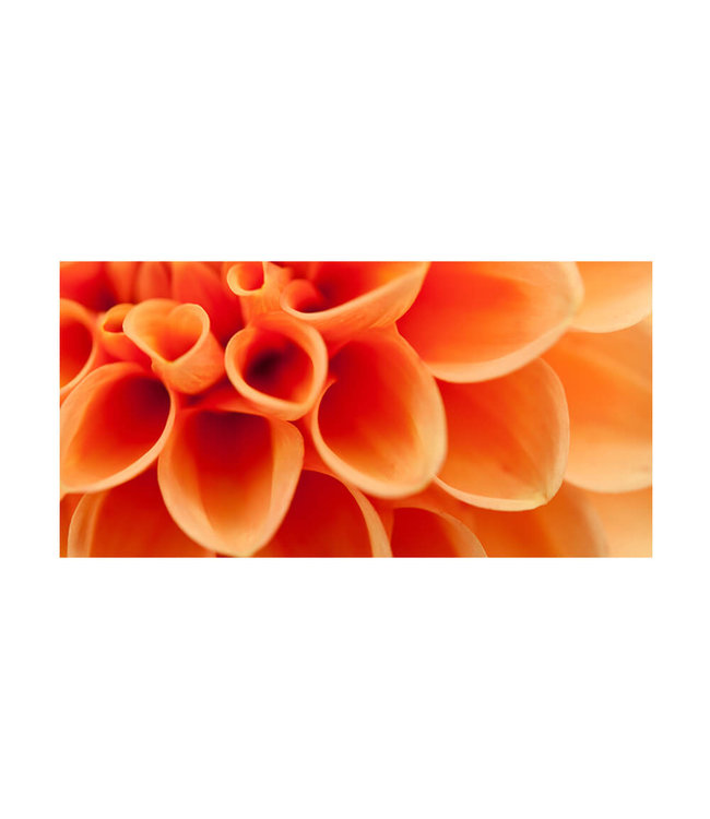 Acoustic picture "Orangene Dahlie" - in an elegant aluminum frame