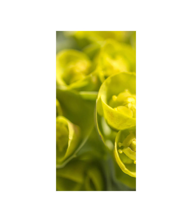 Acoustic picture "Springtime" - in an elegant aluminum frame