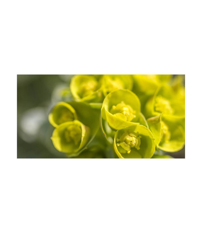 Acoustic picture "Springtime" - in an elegant aluminum frame