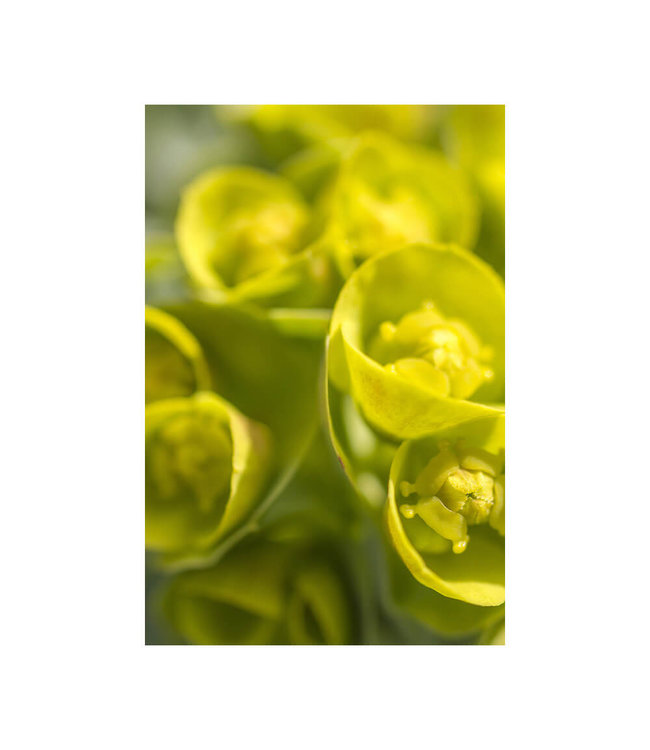 Akustisk bilde "Springtime" - i en elegant aluminiumsramme