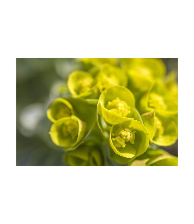 Akustisk bilde "Springtime" - i en elegant aluminiumsramme