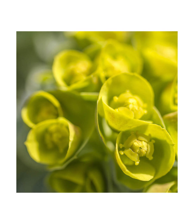 Akustisk bilde "Springtime" - i en elegant aluminiumsramme