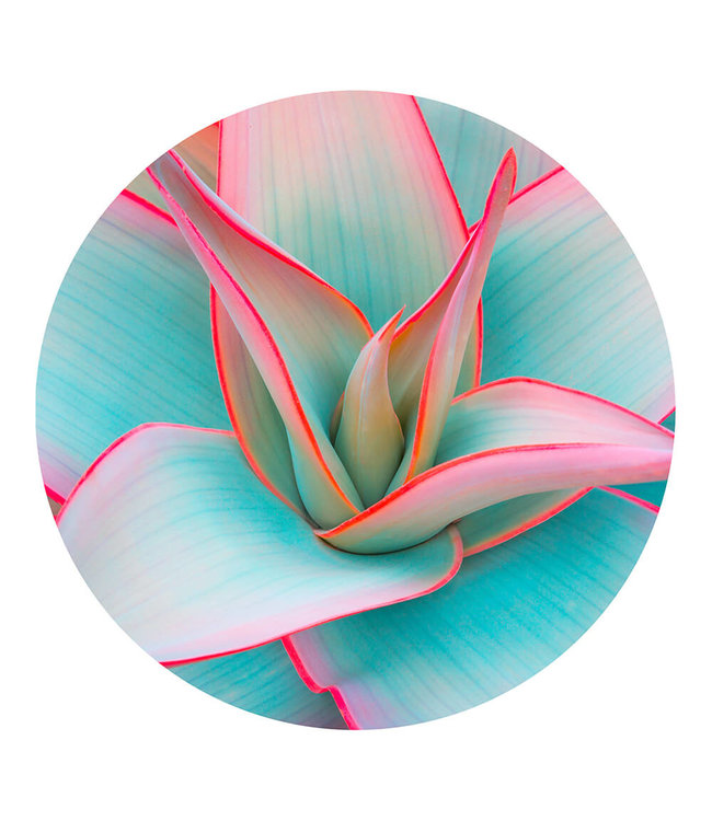 Rundt akustisk bilde "Agave leaves"- i en elegant aluminiumsramme