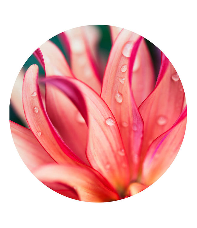 Round acoustic picture "Pink Flower" - in an elegant aluminum frame