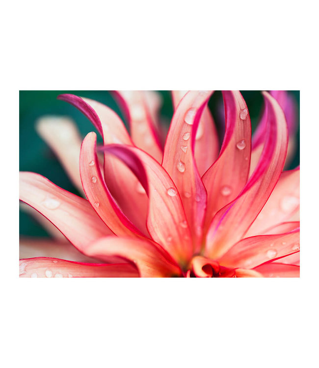 Akustisk bilde"Pink Flower"- i en elegant aluminiumsramme