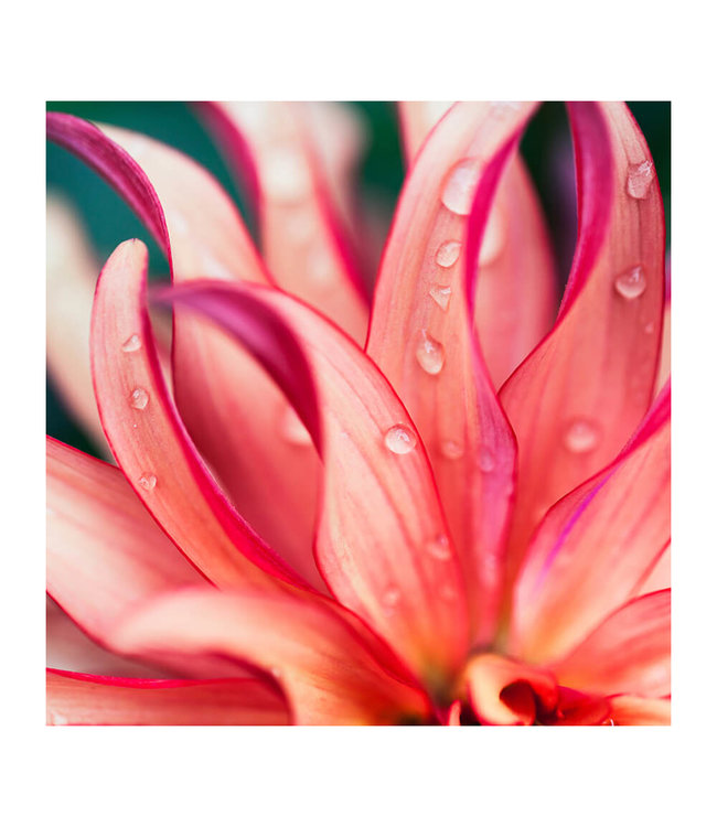 Akustikbild "Pink Flower" - in einem eleganten Aluminiumrahmen