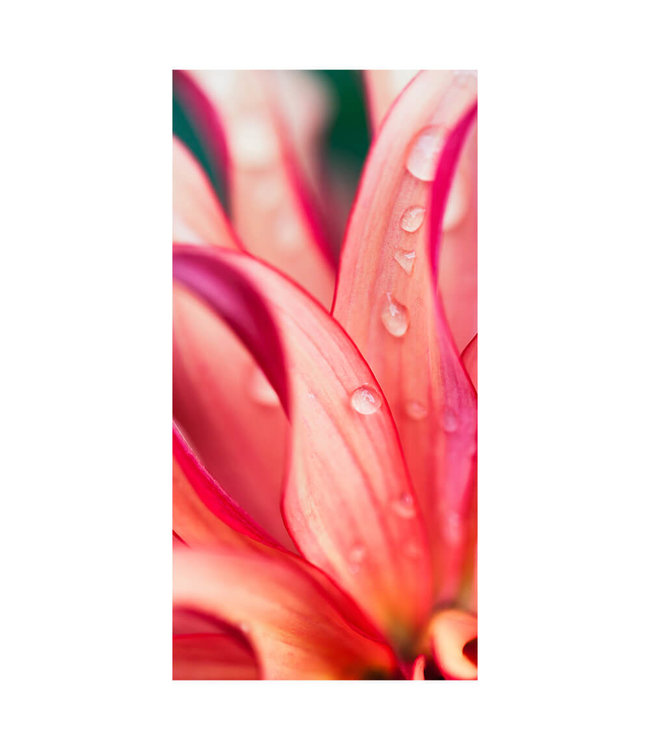 Akustikbild "Pink Flower" - in einem eleganten Aluminiumrahmen