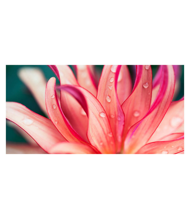 Akustikbild "Pink Flower" - in einem eleganten Aluminiumrahmen