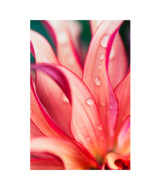 Acoustic picture "Pink Flower"  - in an elegant aluminum frame