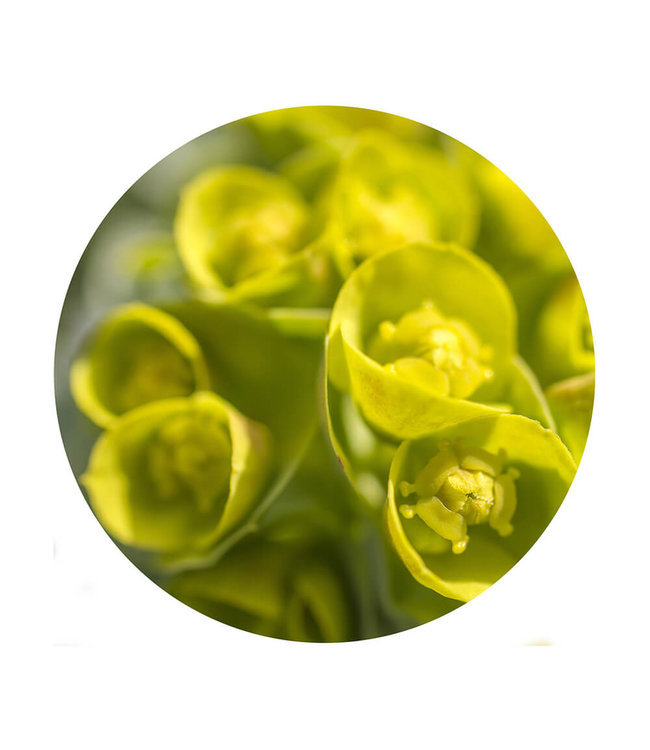 Round acoustic picture "Springtime" - in an elegant aluminum frame