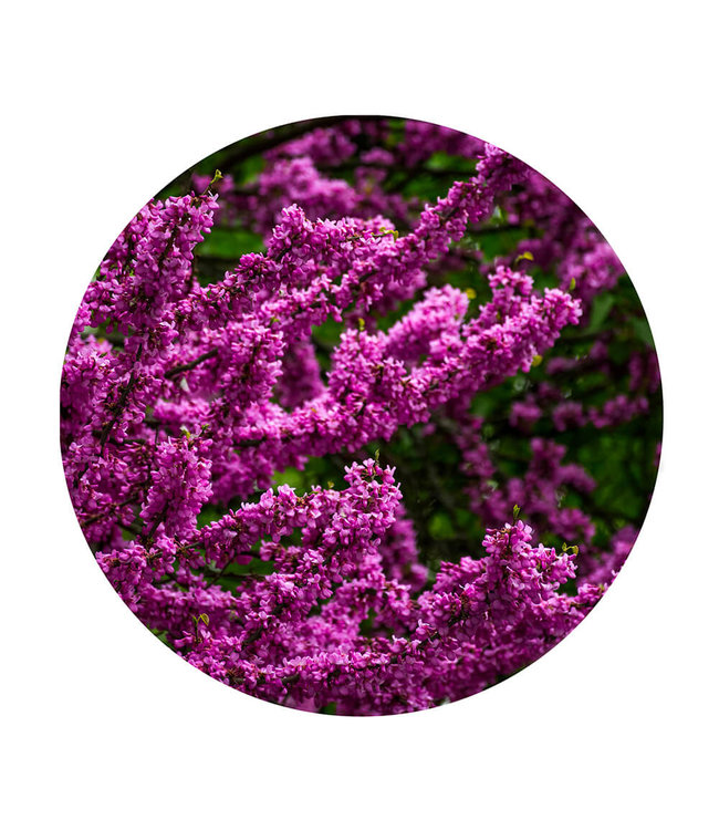 Rundes  Akustikbild "Lila Blüten""  in einem eleganten Aluminiumrahmen