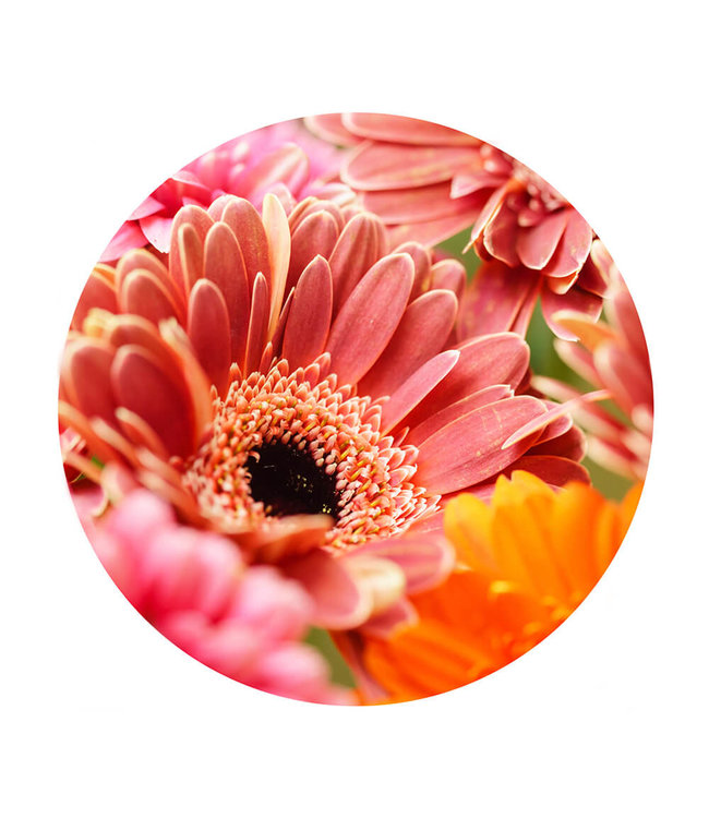 Round acoustic picture "Keimblumen" - in an elegant aluminum frame