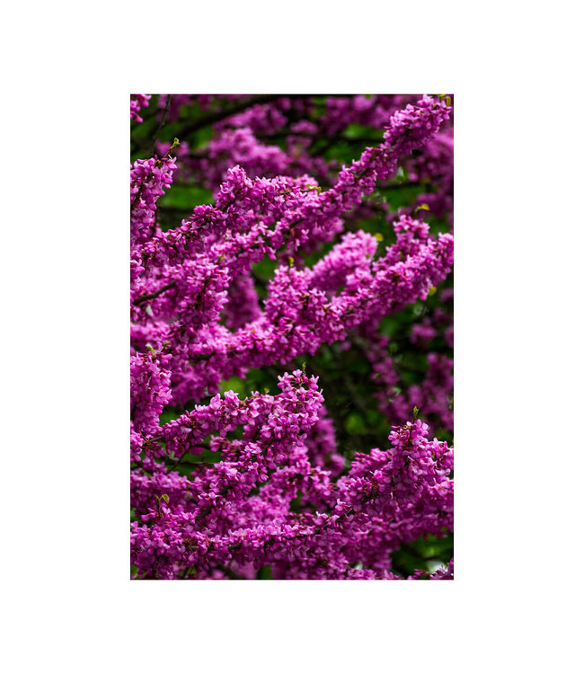 Akustisk bilde  "Lila Blüten"- i en elegant aluminiumsramme