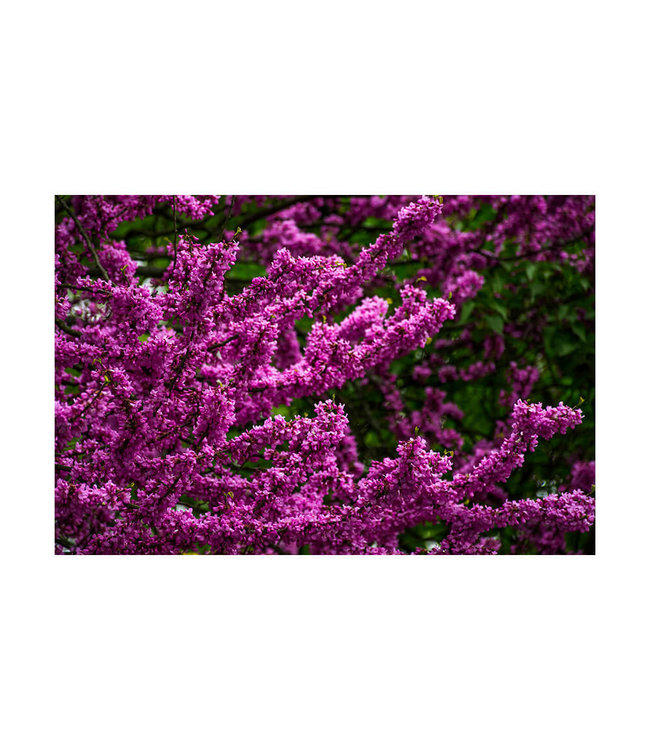 Akustikbild "Lila Blüten" - in einem eleganten Aluminiumrahmen