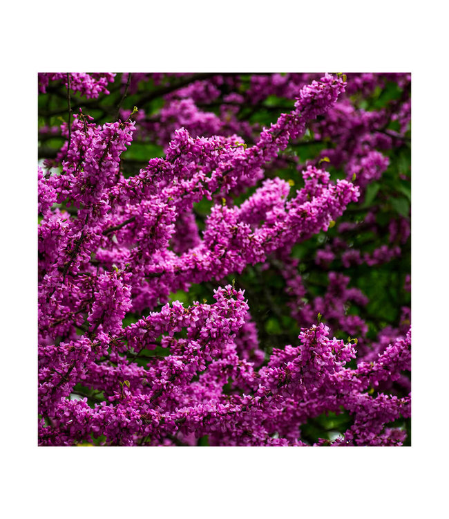 Akustikbild "Lila Blüten" - in einem eleganten Aluminiumrahmen