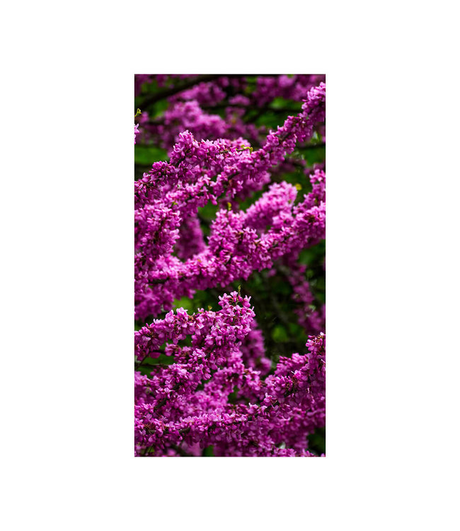 Akustikbild "Lila Blüten" - in einem eleganten Aluminiumrahmen