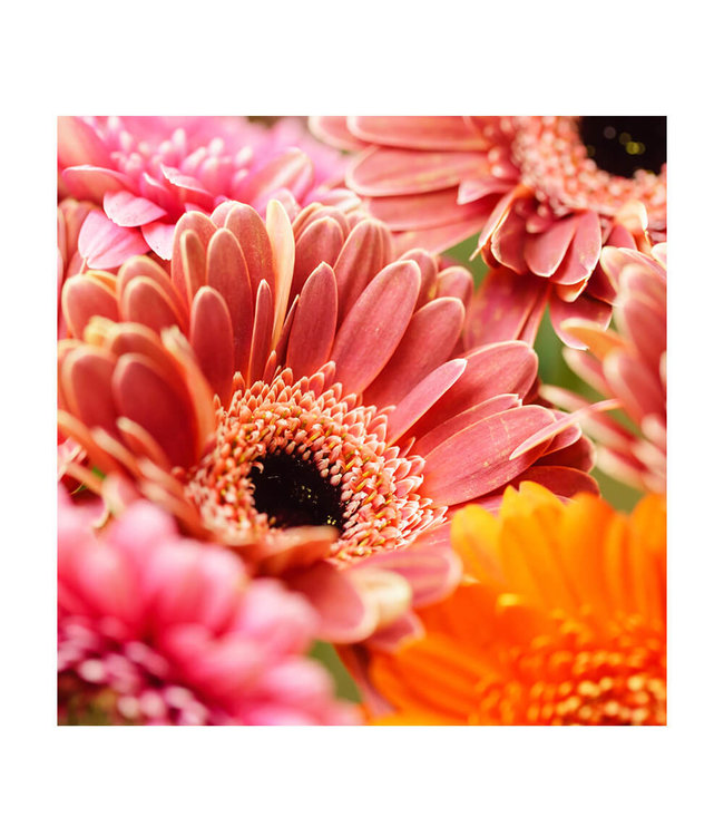 Akustisk bilde  "Keimblumen"- i en elegant aluminiumsramme