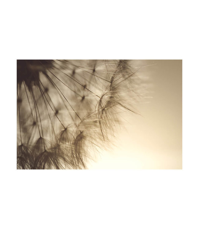 Acoustic picture "Dandelion" - in an elegant aluminum frame