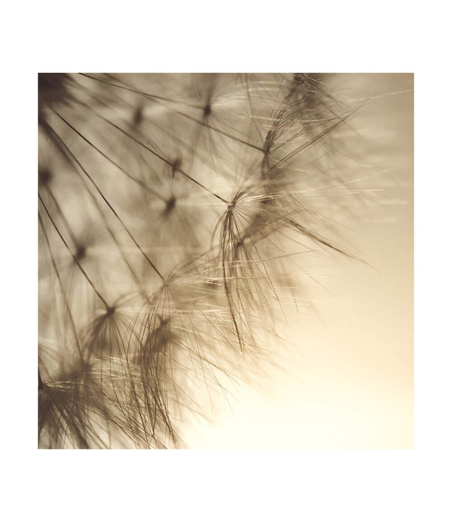Acoustic picture "Dandelion" - in an elegant aluminum frame