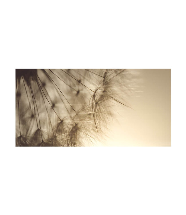 Akustikbild “Pusteblume“ – in einem eleganten Aluminiumrahmen