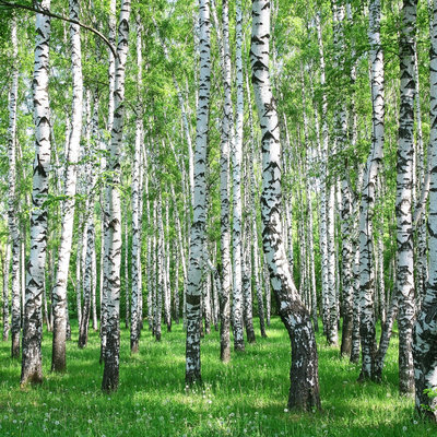 Natural flora, wood & stones