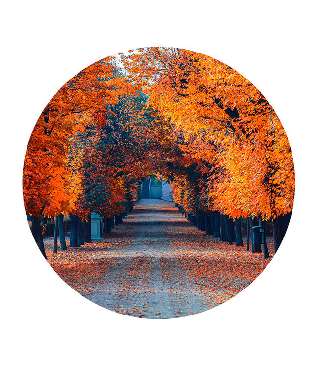 Rundes  Akustikbild "Colorful autumn alley"-in einem eleganten Aluminiumrahmen