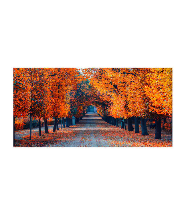 Akustikbild "Colorful autumn alley"- in einem eleganten Aluminiumrahmen