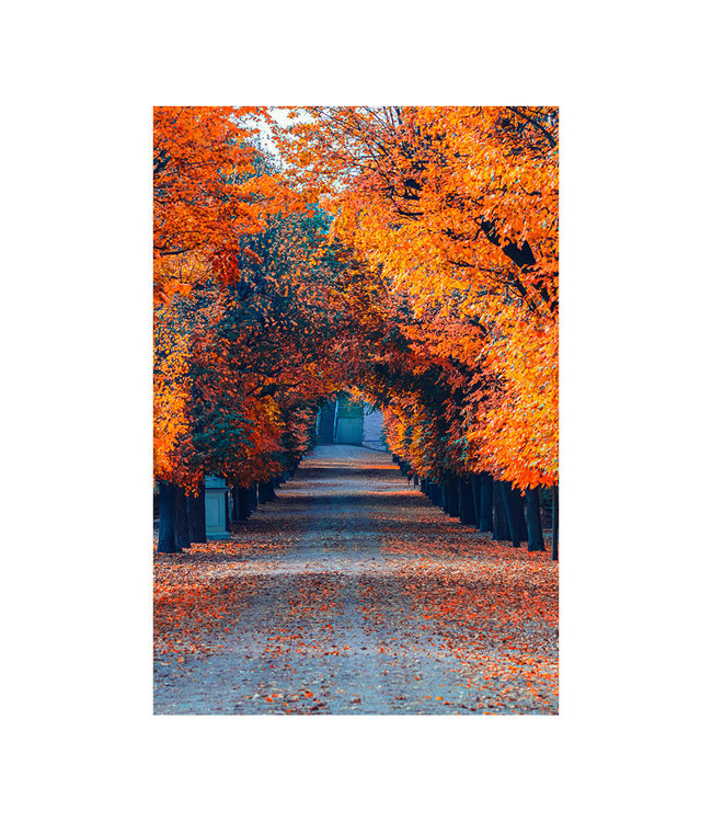 Akustikbild "Colorful autumn alley"- in einem eleganten Aluminiumrahmen