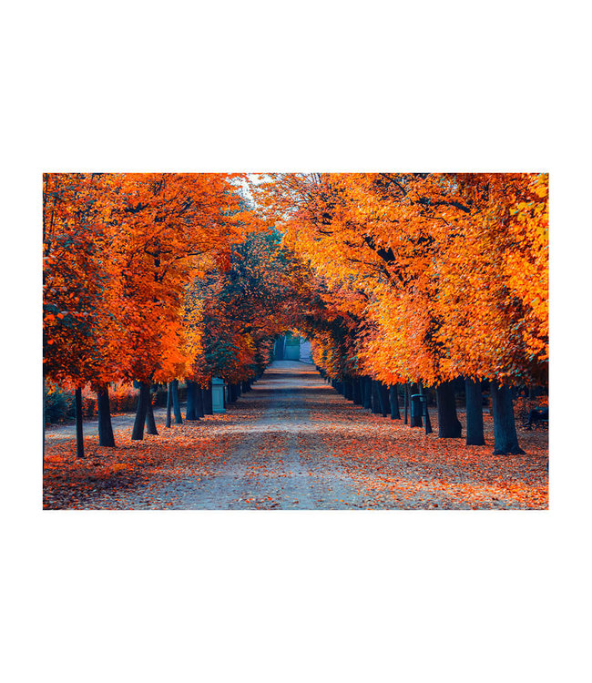 Akustikbild "Colorful autumn alley"- in einem eleganten Aluminiumrahmen