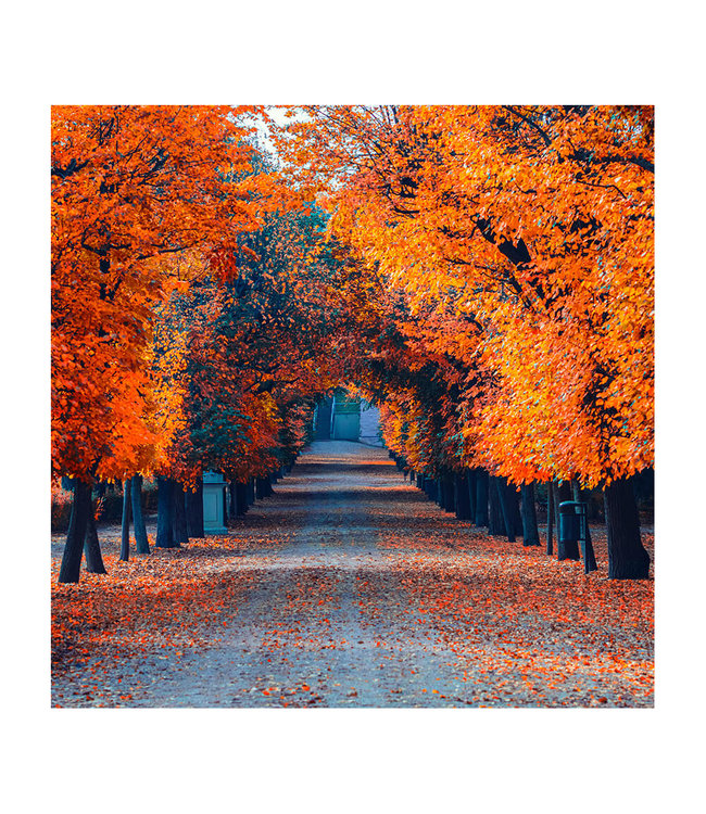 Akustisk bilde "Colorful autumn alley" - i en elegant aluminiumsramme