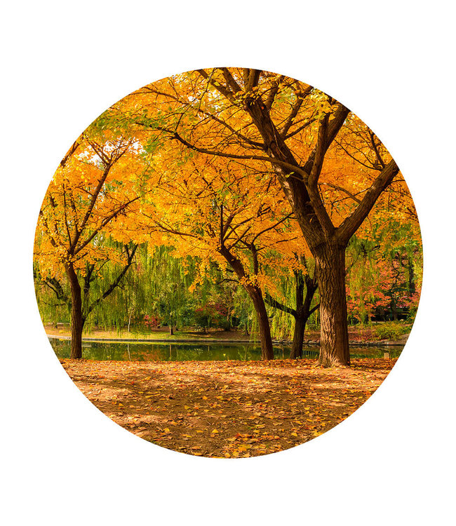 Rundt akustisk bilde "Autumn ginkgo trees" - i en elegant aluminiumsramme