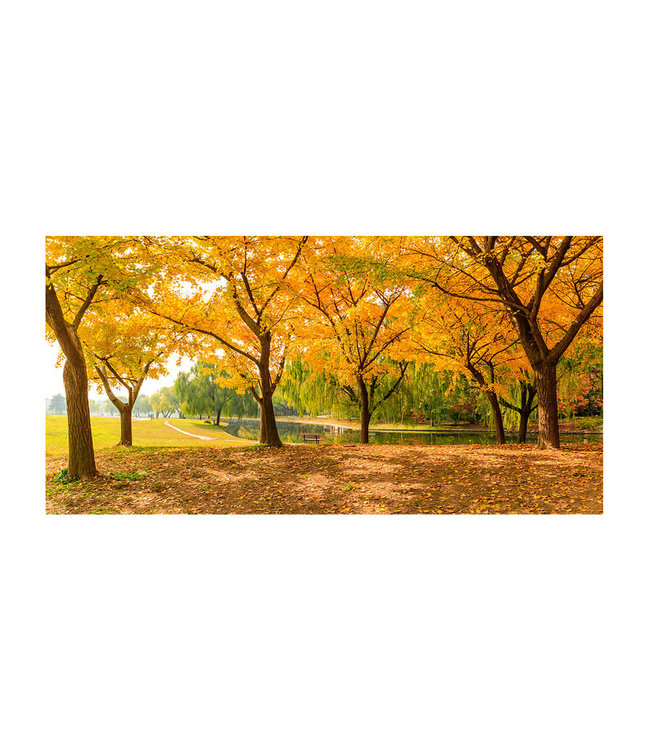 Akustikbild "Autumn ginkgo trees"- in einem eleganten Aluminiumrahmen