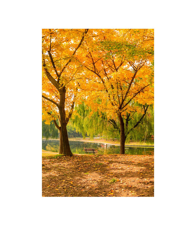 Akustisk bilde "Autumn ginkgo trees" - i en elegant aluminiumsramme