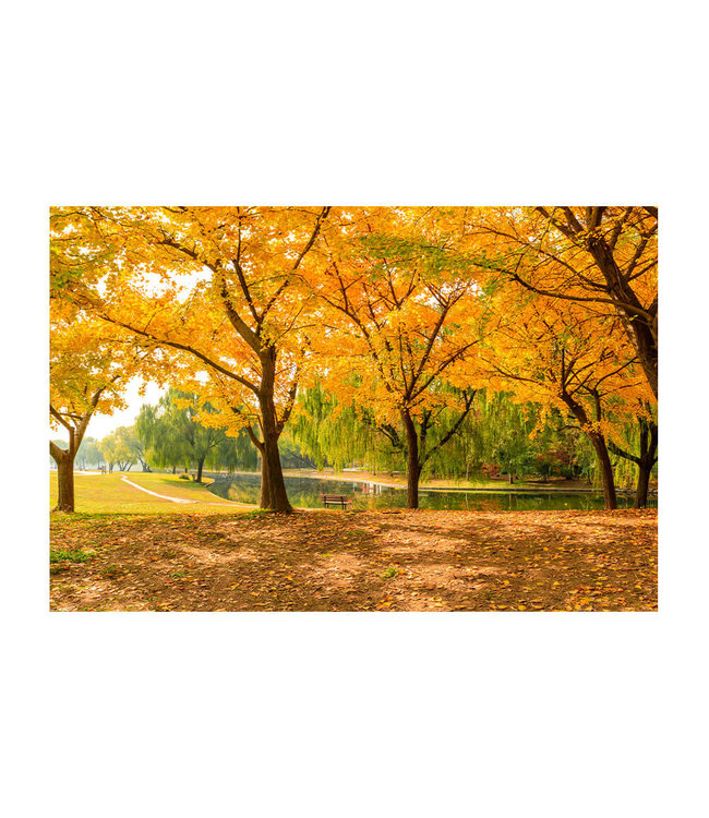 Akustisk bilde "Autumn ginkgo trees" - i en elegant aluminiumsramme