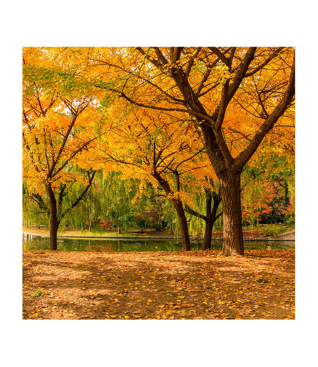 Acoustic picture "Autumn ginkgo trees" - in an elegant aluminum frame