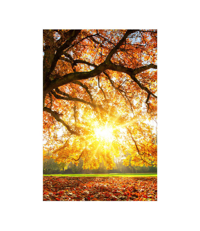 Acoustic picture "Autumn sunset" - in an elegant aluminum frame