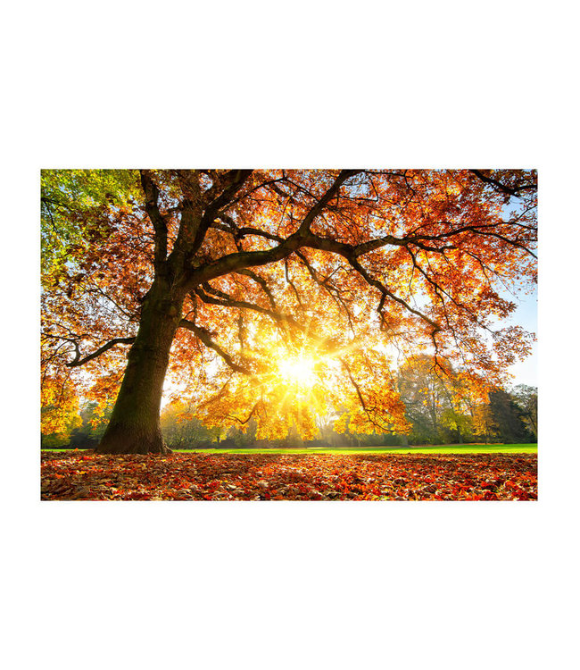 Akustisk bilde "Autumn sunset"- i en elegant aluminiumsramme