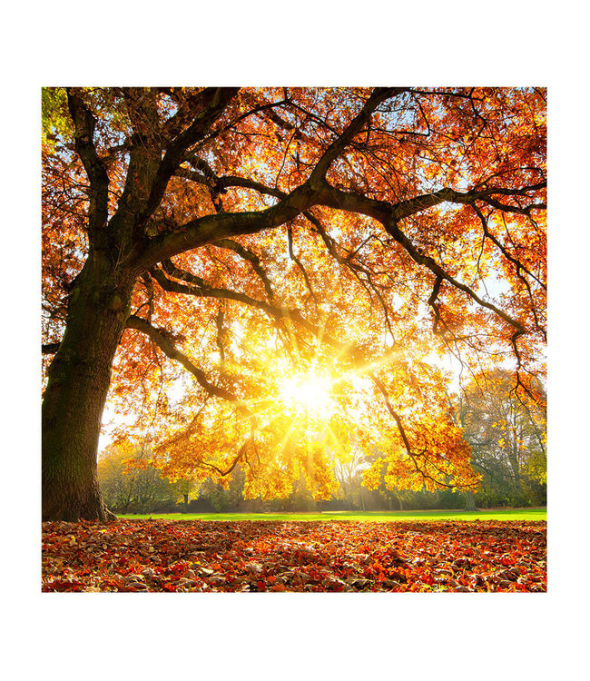 Akustisk bilde "Autumn sunset"- i en elegant aluminiumsramme