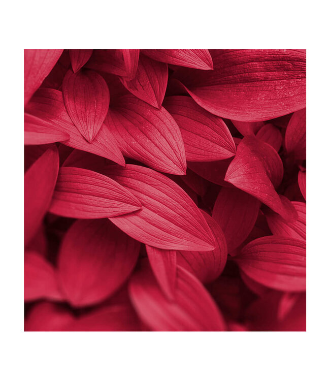 Akustikbild "Viva Magenta Leaves" - in einem eleganten Aluminiumrahmen