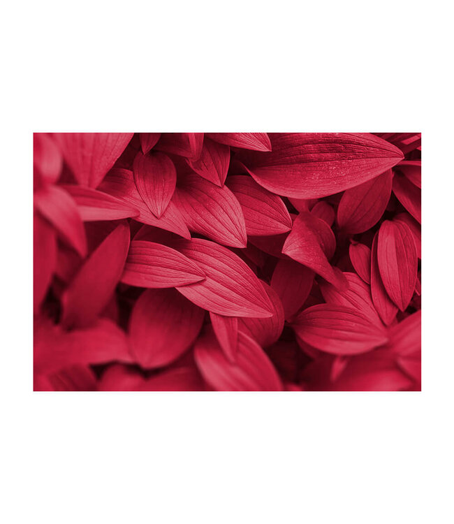 Akustikbild "Viva Magenta Leaves" - in einem eleganten Aluminiumrahmen
